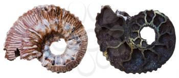 two sides of fossil ammonite shell isolated on white background