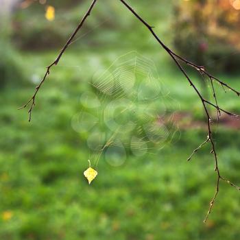 morning autumn sun lights spider web with yellow leaf close up