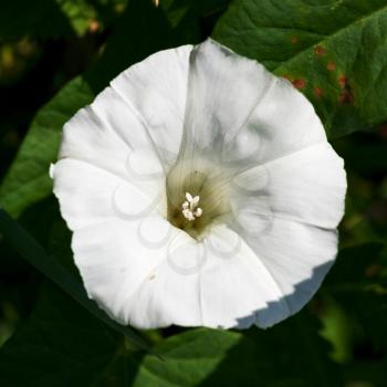 white flower of Ipomoea bindweed close up