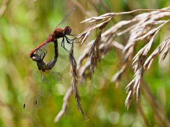 red mating dragonflies on dried grass close up