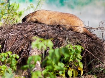 bobak marmot outdoors in summer day