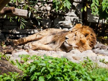 asiatic lion sleeping outdoors in summer day