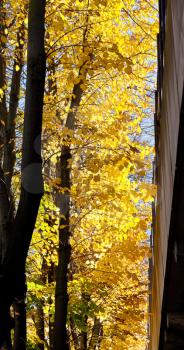 yellow leaves on tree near house in Ferrara in autumn