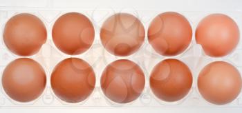 dozen brown chicken eggs in holder
