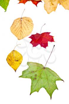 deciduous birch aspen maple and many autumn leaves isolated on white background