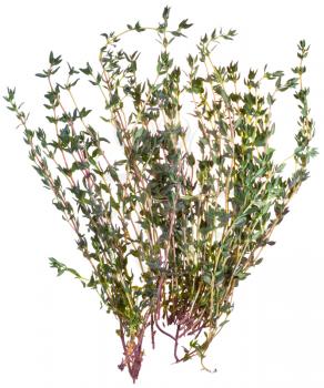branches of fresh thyme isolated on white background