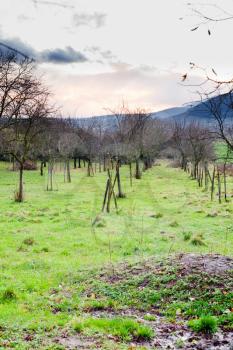 apple orchard on Vosges slope in Alsace at evening