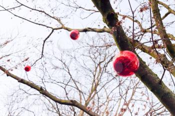 decorative red glass new year baubles on tree outdoor