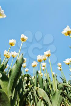 view from below of decorative white tulips on flower field on blue sky background