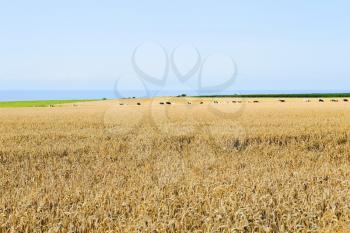 ripe wheat field in Normandy on English Channel shore, France