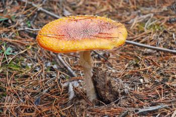 fly agaric poisonous mushroom in autumn coniferous forest