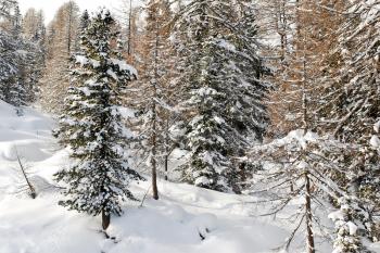 snow-covered coniferous forest on mountain in Val Gardena, Dolomites, Italy