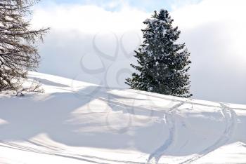 skiing tracks around fir tree on snow mountain in Val Gardena, Dolomites, Italy