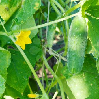 yellow flower and green cucumber close up in garden in summer day