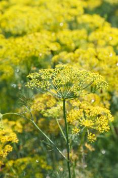 yellow flowers on blossoming dill in garden in summer