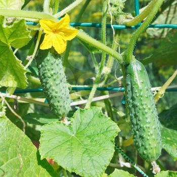 cucumbers plantation on garden in summer day