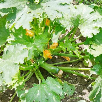 regular zucchini under leaves in garden in summer day
