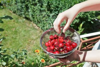 girl eats ripe red sweet cherries outdoors