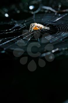European garden spider on cobweb close up outdoors on dark background