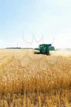 harvesting ripe wheat in caucasus region in summer day