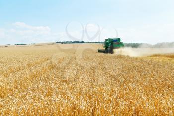 gathering ripe wheat in caucasus region in summer day