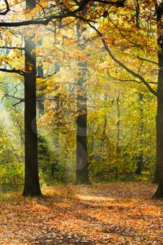 sunlight lit lawn in autumn forest in sunny day