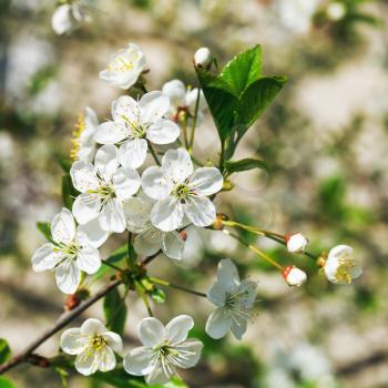 sprig of white flowering cherry in spring garden
