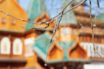 twigs with buds in early spring day with wooden palace background, in Kolomenskoe, Moscow
