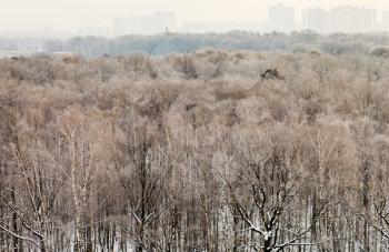 cold winter morning over urban park, Moscow