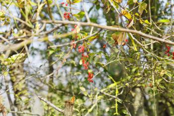 hawthorn bush with berries in autumn in crimea