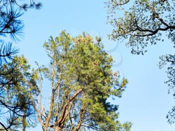 crown of sequoia tree in sunny autumn day