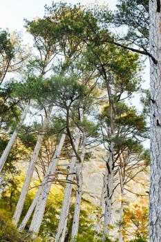 crimean pine trees on mountain slope in autumn evening