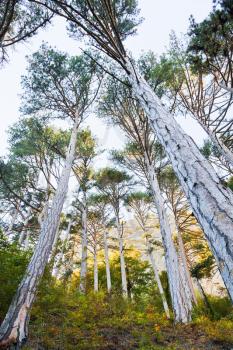 crimean pine trees in mountain gorge in autumn evening