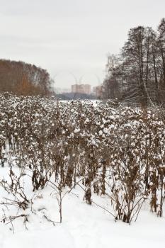 snow-covered thistles bushes in urban park during snowfall