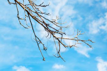 bare quince tree branch with blue sky background in sunny spring day