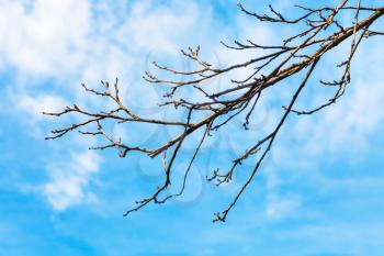 bare quince tree twig with blue sky background in sunny spring day