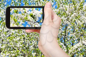travel concept - tourist taking photo of twig of cherry blossoms and white cherry flowers on mobile gadget in spring