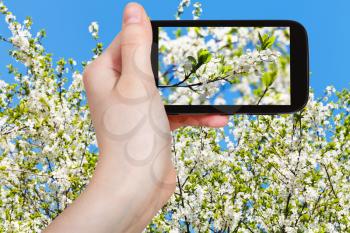 travel concept - tourist taking photo of cherry blossoms and white cherry flowers on mobile gadget in spring