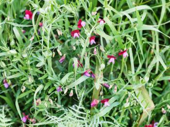 Sweet pea flowers in wild meadow after rain in Sicily, Italy in spring