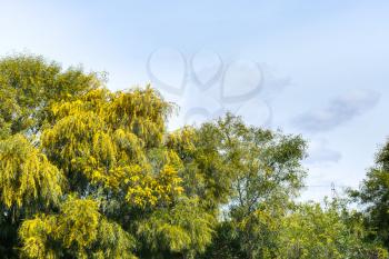 mimosa trees (Acacia, wattle) in spring season in Sicily, Italy