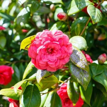 red bloom of camellia bush in sunny spring day, Sicily