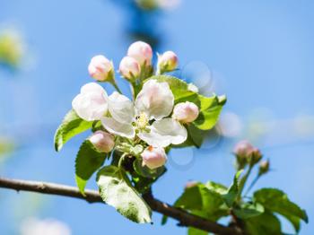 flower on blossoming apple tree close up in spring with blue sky background