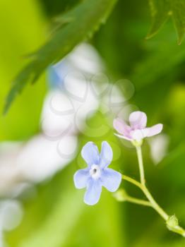 natural background with blue and pink forget-me-not flowers close up