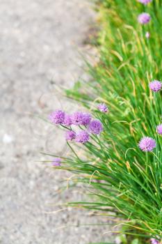 green grass and pink chives flowers on side of road