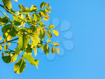 natural background - green leaves of walnut tree and blue sky in summer