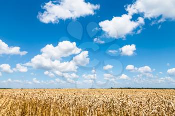 blue sky with white clouds over field of ripe wheat in sunny summer day