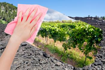 travel concept - hand deletes hardened black lava on Etna volcano slope by pink cloth from image and green vineyards are appearing