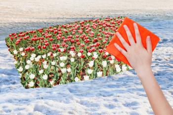 season concept - hand deletes snow surface by orange cloth from image and tulip flowers are appearing