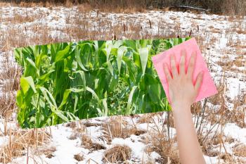season concept - hand deletes frozen swamp by pink cloth from image and green corn plants are appearing