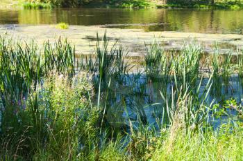Reed on the shore of a pond overgrown with slime and duckweed in summer day